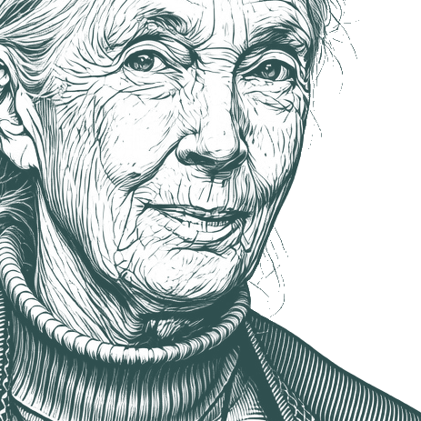 Engraved portrait of Jane Goodall, facing right